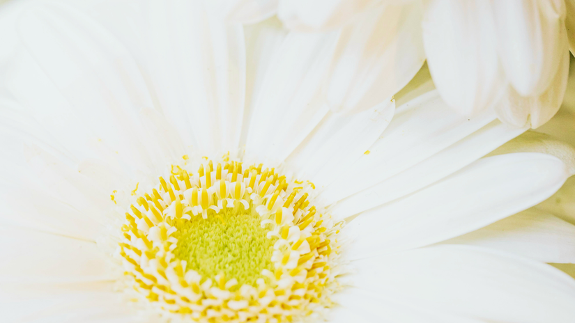 Liefde als basis - Ruimte geven aan wat in beweging wil komen